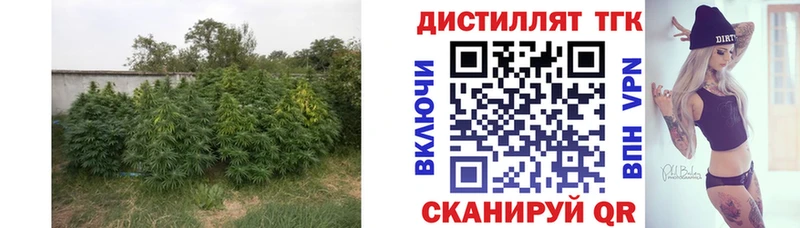 где можно купить   Дальнегорск  Дистиллят ТГК THC oil 