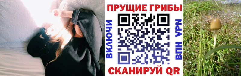 Псилоцибиновые грибы мицелий  Дальнегорск 
